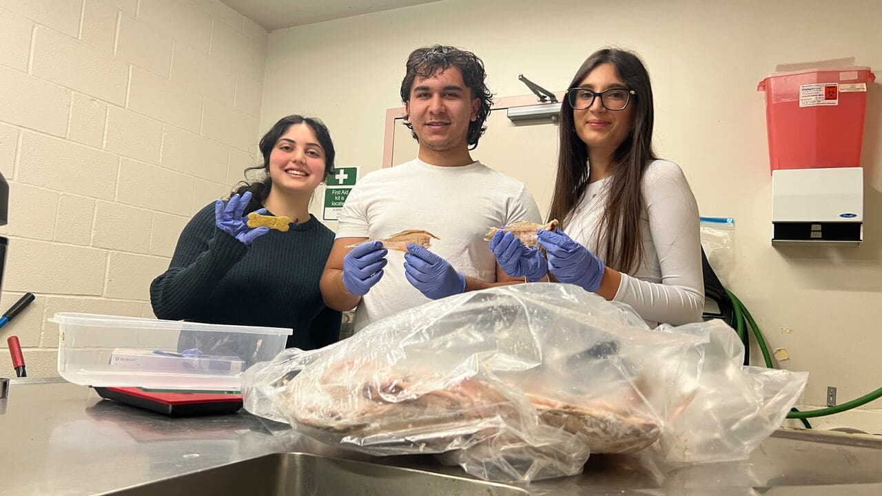 These university students are turning fish guts into dog treats